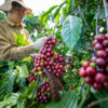 Coffee growers in Vietnam