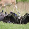 Vulture Nepal