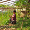 A woman tends to her vegetable garden