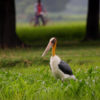 A lesser adjutant stork in a farm.