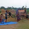 Farmers processing the rice next to paddy fields in Bangladesh.