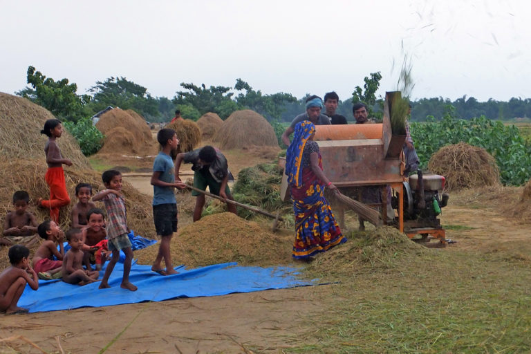 Farmers processing the rice next to paddy fields in Bangladesh.