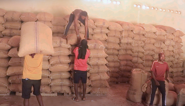Workers stack bags of cocoa near Afi River Forest Reserve. Image for Mongabay by Orji Sunday.