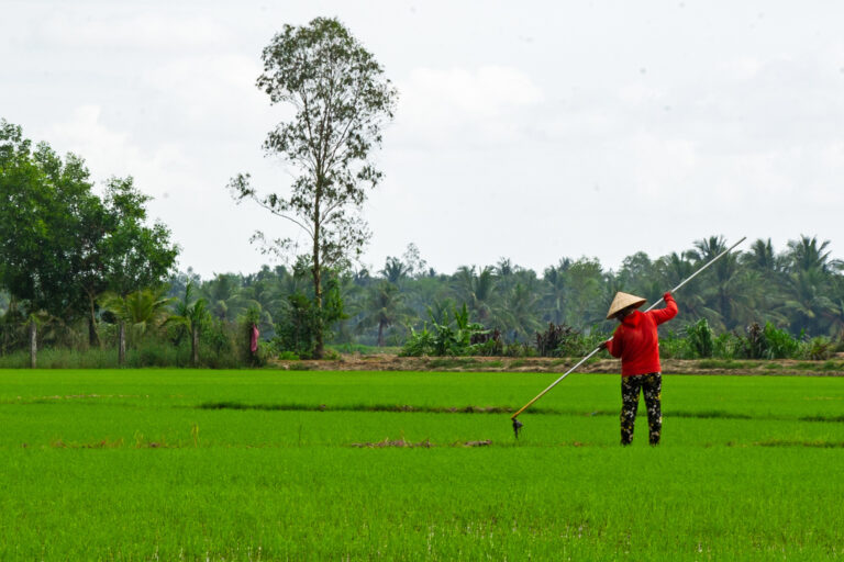 A farmer in a paddy field.