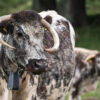 An Old English Longhorn at Knepp. Disturbance from large herbivores has restored this landscape by reactivating natural processes that foster healthy ecology.