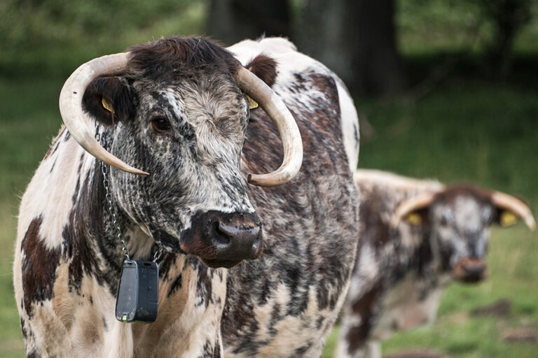 An Old English Longhorn at Knepp. Disturbance from large herbivores has restored this landscape by reactivating natural processes that foster healthy ecology.