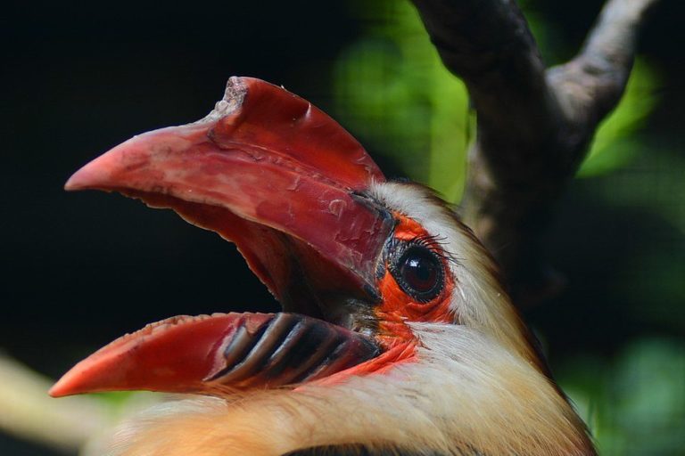 The writhed hornbill, a Philippines endemic species. Image by Olaf Oliviero Riemer via Creative Commons (CC BY 3.0).