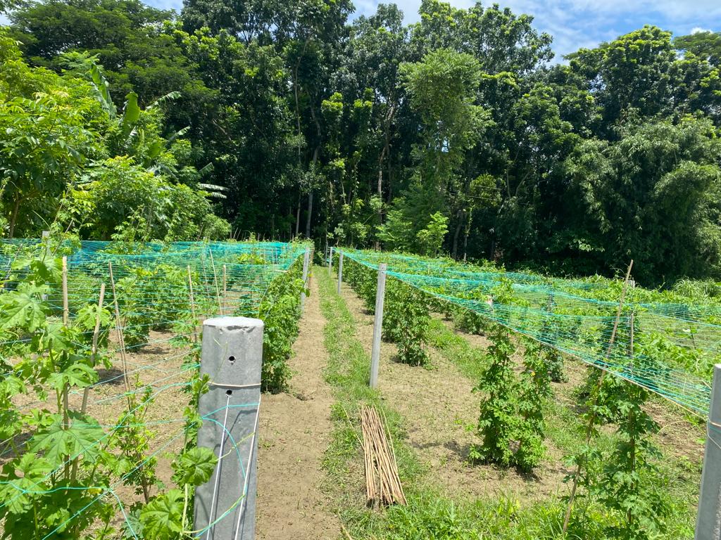 A field with diverse crops. 