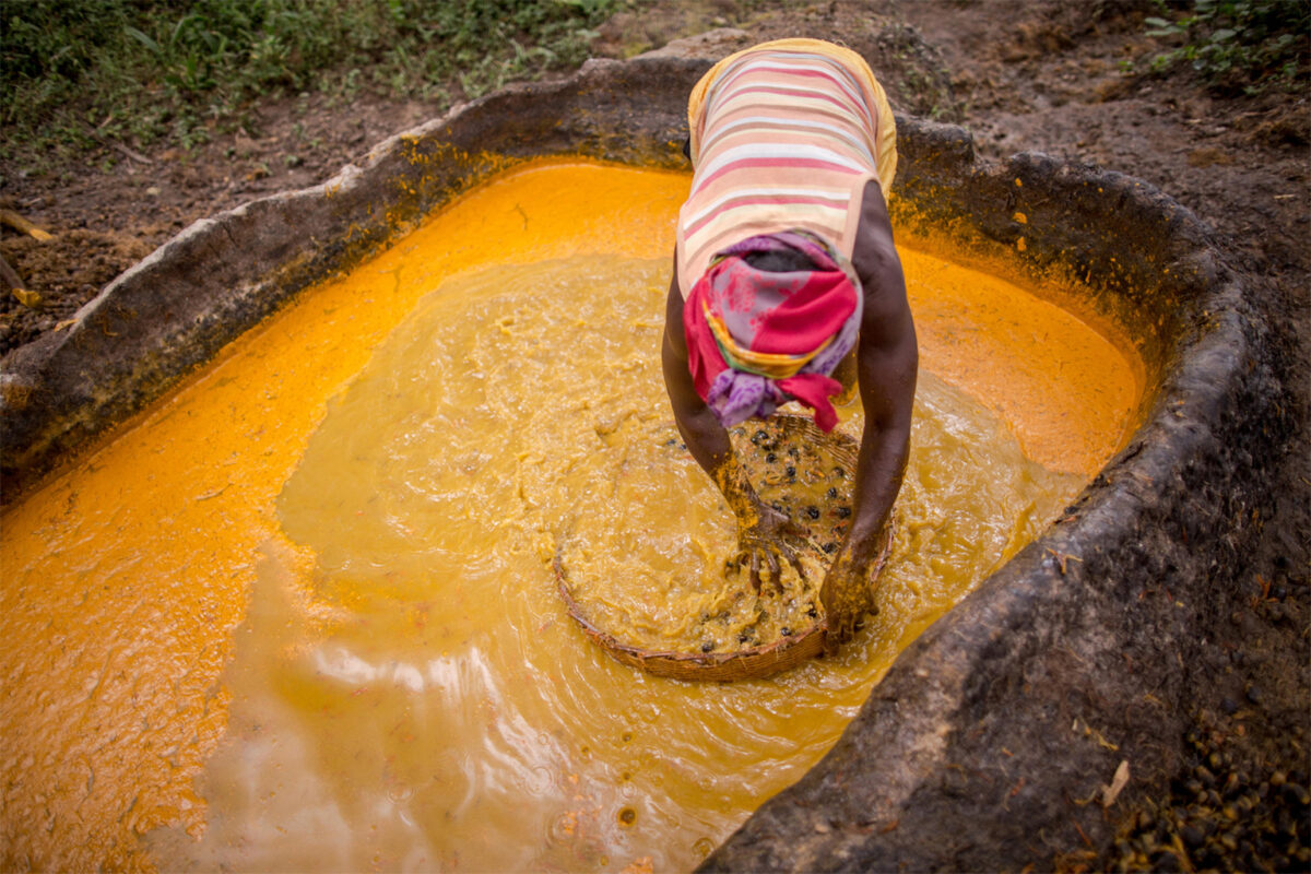 Oil palm originates in West and Central Africa, and many people  displaced by Socfin's industrial plantations continue to cultivate and  process oil palm on a small scale.