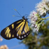 A Charonias theano butterfly