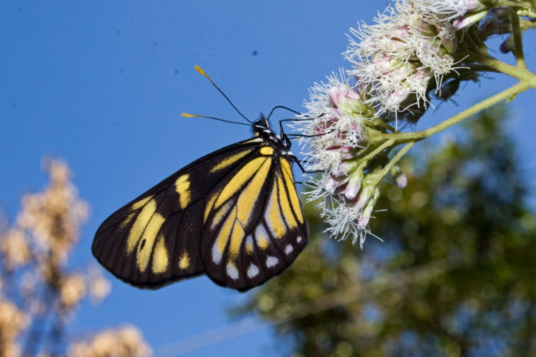 A Charonias theano butterfly