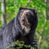 A spectacled bear.