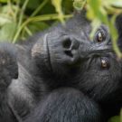 A Grauer's Gorilla in Kahuzi-Biega National Park in the Democratic Republic of the Congo in late 2016. There are fewer than 4,000 of the gorilla subspecies left. Photo by Thomas Nicolon