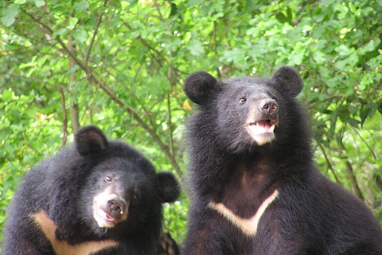 Formosan black bears. Image courtesy of Yushan National Park.