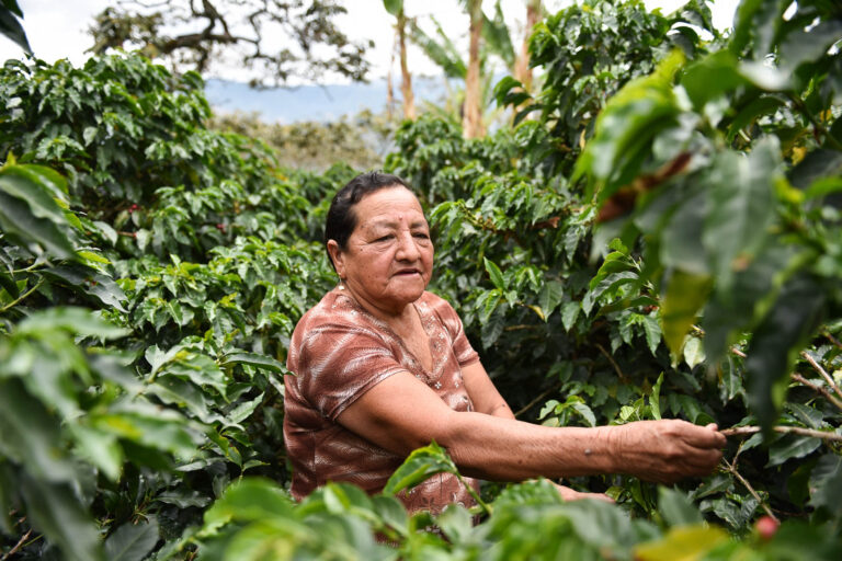 A farmer in Colombia checks her coffee bushes.