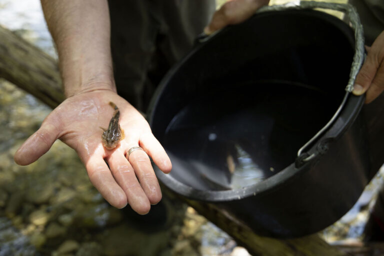 Freshwater ecologist Kurt Pinter holds a fish collected during the 2023 biological survey of the Neretva River, Bosnia and Herzegovina. Photo by Monica Pelliccia for Mongabay.