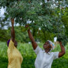 Women picking the nutritionally rich baobab fruits in Ghana.