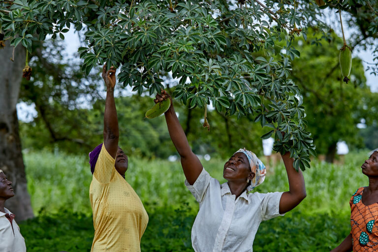 Women picking the nutritionally rich baobab fruits in Ghana.