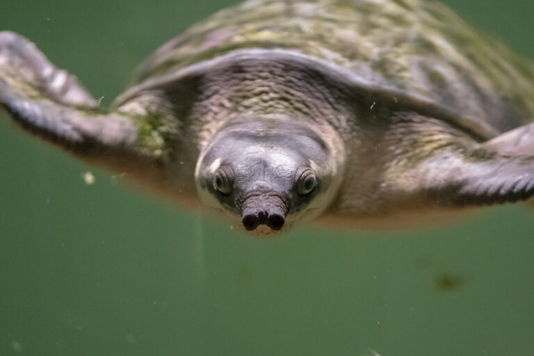 The endangered pig-nosed turtle, also known as the Fly River turtle, lives in northern Australian and southern New Guinea, including in the area Medco is operating in. Image by Jin Kemoole/Flickr.