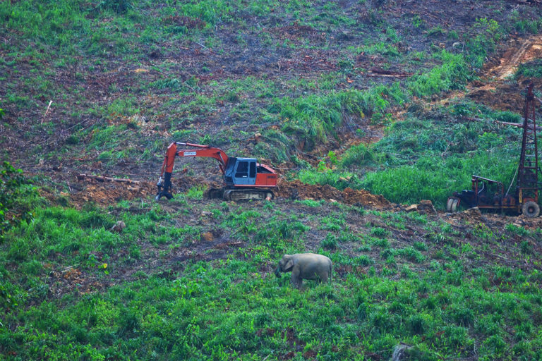 An elephant roams through a recently cleared eucalyptus plantation.