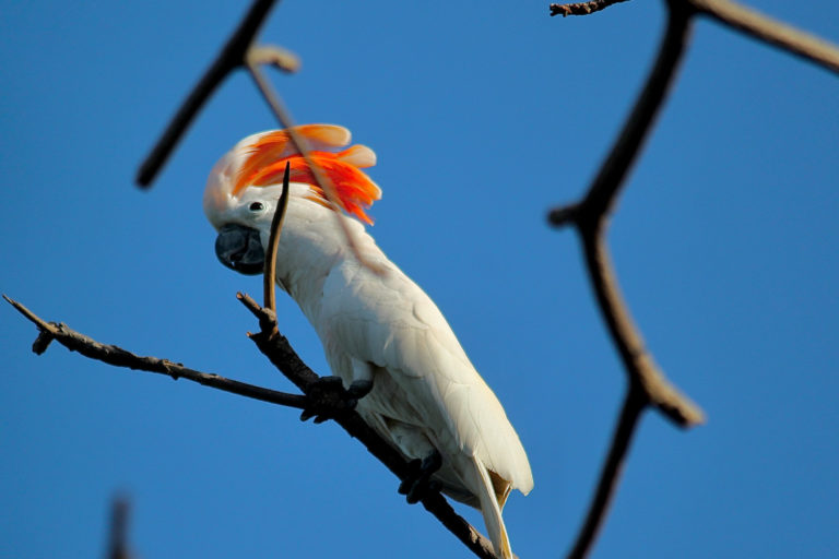 A feral Moluccan cockatoo.