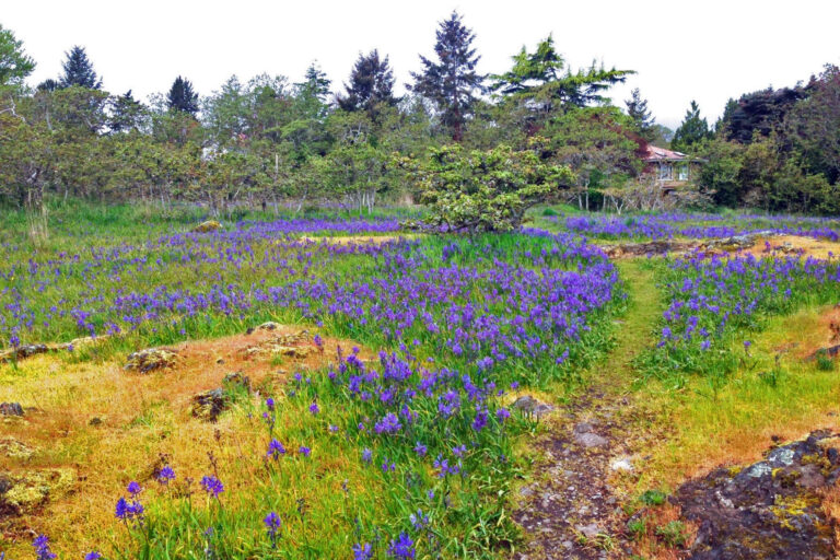 A park blooming with more blue camas.