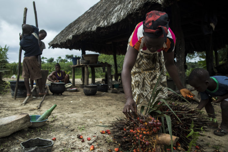 A woman harvests palm fruit in a village near Equatorial Palm Oil's former concession in Grand Bassa, Liberia. Image courtesy of the Open Government Partnership via Flickr, Attribution 2.0 Generic (CC BY 2.0).