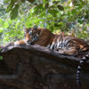 Tiger on a rock.