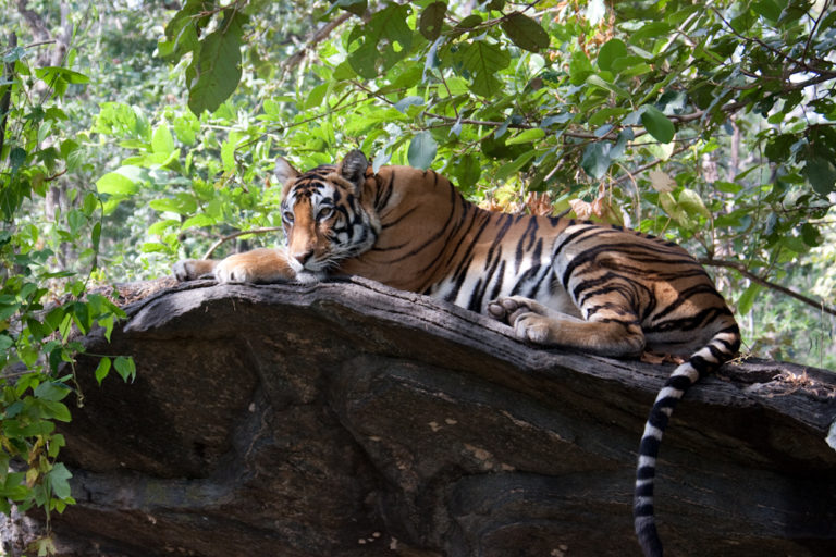 Tiger on a rock.