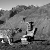 A snow leopard captured on a camera trap.