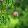 A Brazil nut.