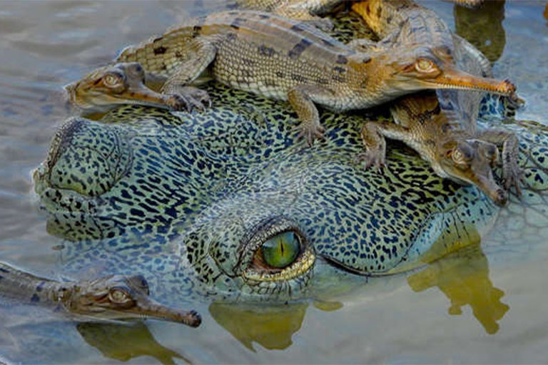 A male gharial guarding hatchlings.