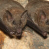 Lesser long-nosed bat (Leptonycteris yerbabuenae). Image by Alan Schmierer via Flickr (public domain).