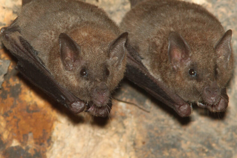 Lesser long-nosed bat (Leptonycteris yerbabuenae). Image by Alan Schmierer via Flickr (public domain).