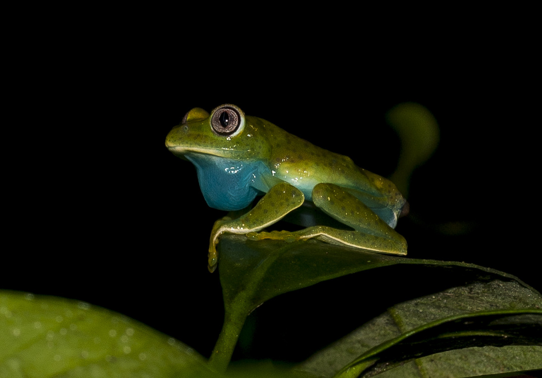 Barbour’s tree frog. 