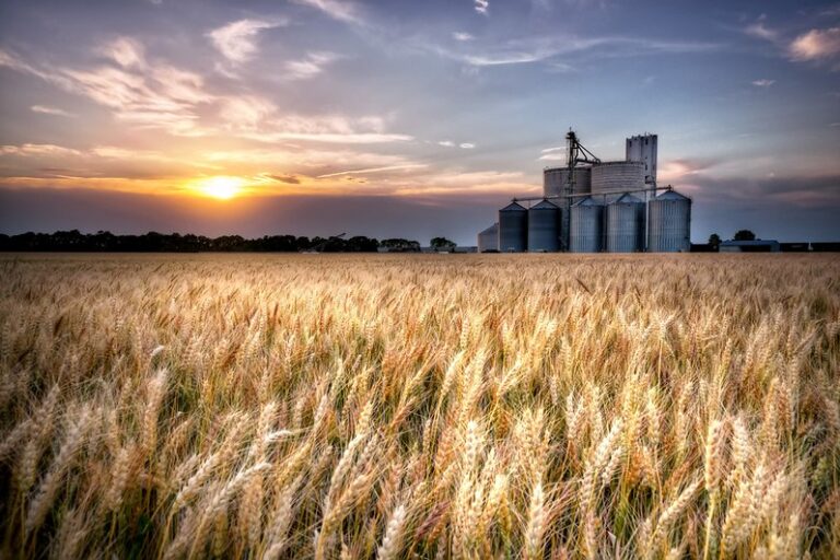 Wheat field in Kansas. Image by Lane Pearman via Flickr (CC BY 2.0).