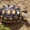 A Mojave Desert tortoise with an iButton attached to it.