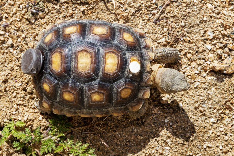 A Mojave Desert tortoise with an iButton attached to it.