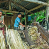 Men processing abacá fiber.