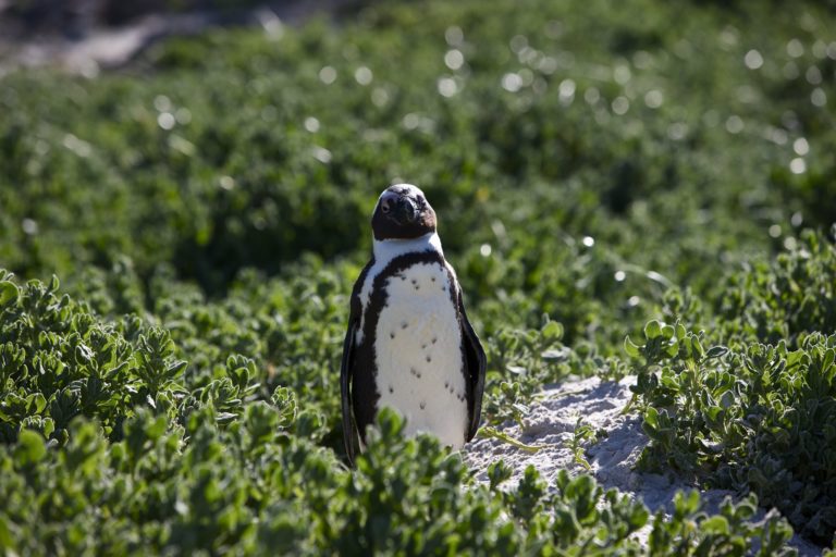 An African penguin standing sleepily in a patch of green. Image by Alberto Ziveri via Flickr (BY-SA 2.0)