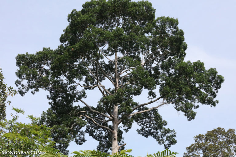 Emergent rainforest tree in Malaysia