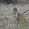 An Asiatic wildcat in Gujarat, India.