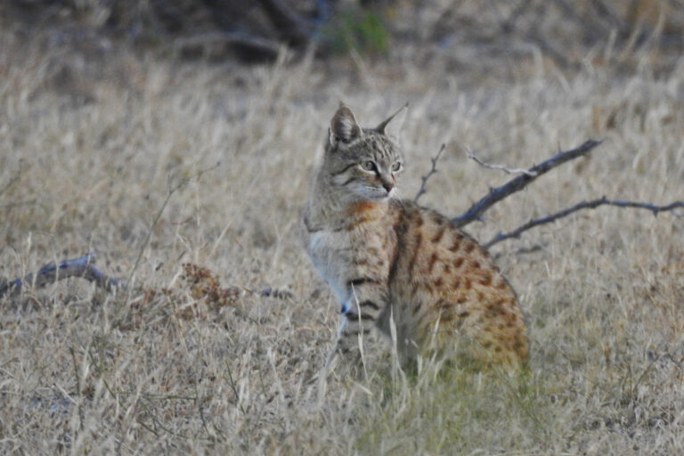 An Asiatic wildcat in Gujarat, India.