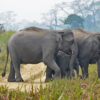 A herd of Asiatic elephants in Assam.