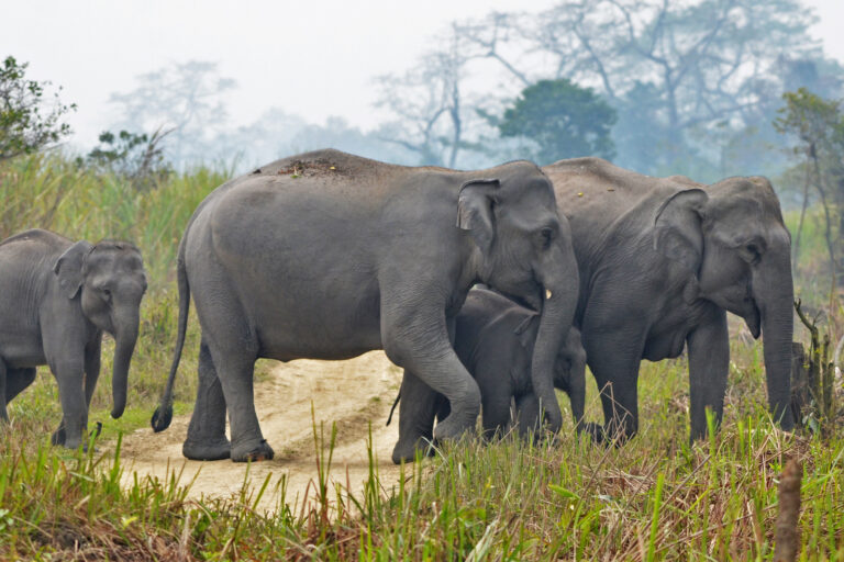 A herd of Asiatic elephants in Assam.