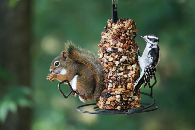 A squirrel and a bird share a bird feeder.