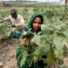 Farmers harvesting eggplants.