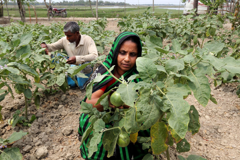 Farmers harvesting eggplants.