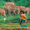 Elephants and humans sharing space