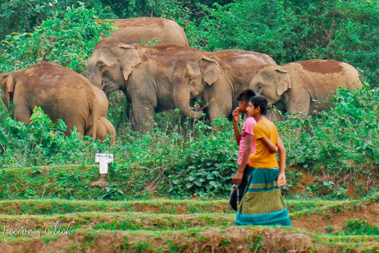 Elephants and humans sharing space